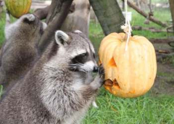 Conheça as mais arrepiantes histórias de Halloween com final feliz, no Jardim Zoológico