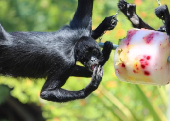Jardim Zoológico desvenda “receitas” do reino animal e celebra Dia da Alimentação com os “Guardiões da Terra”