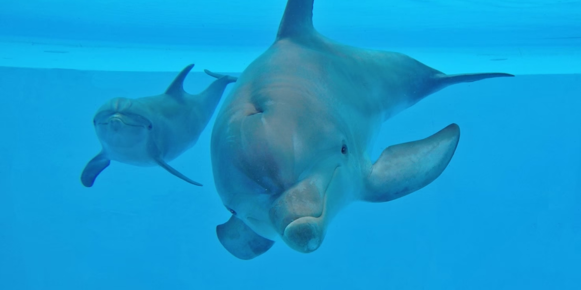 No dia da mãe, conheça a mais pequena cria do Jardim Zoológico