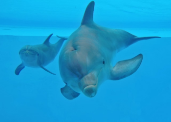 No dia da mãe, conheça a mais pequena cria do Jardim Zoológico