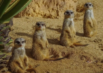 Jardim Zoológico lança férias de Natal online que dão direito a prémios