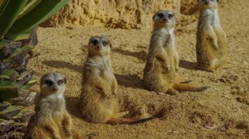 Jardim Zoológico lança férias de Natal online que dão direito a prémios