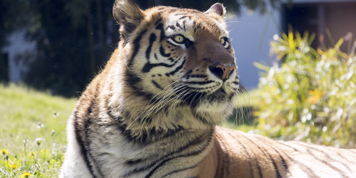 Zoo da Maia
