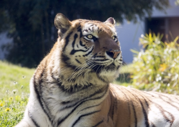 Zoo da Maia reabriu com medidas de segurança reforçadas