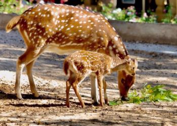No Dia da Mãe, o Jardim Zoológico sugere “presentes que fazem a diferença”