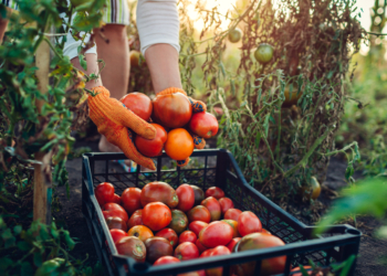 Mais de 500 Vagas de Emprego para Castanheira do Ribatejo e Marateca