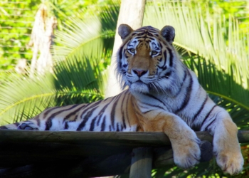 No dia 28 de maio, o Jardim Zoológico sopra 137 velas, mas os presentes são para os visitantes