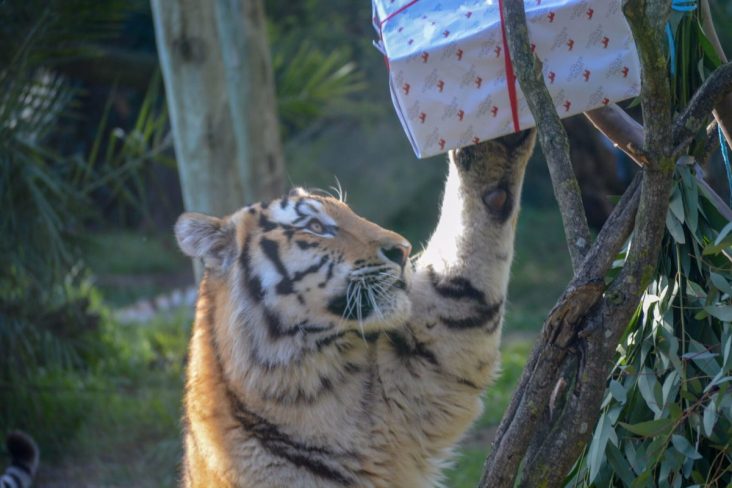 A magia do Natal chega ao Jardim Zoológico com uma agenda recheada de atividades