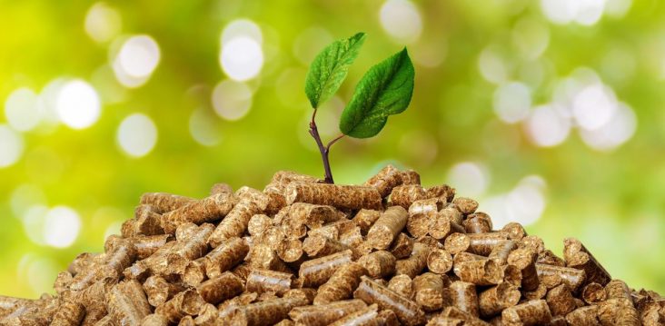 Biomassa – Energia Renovável?
