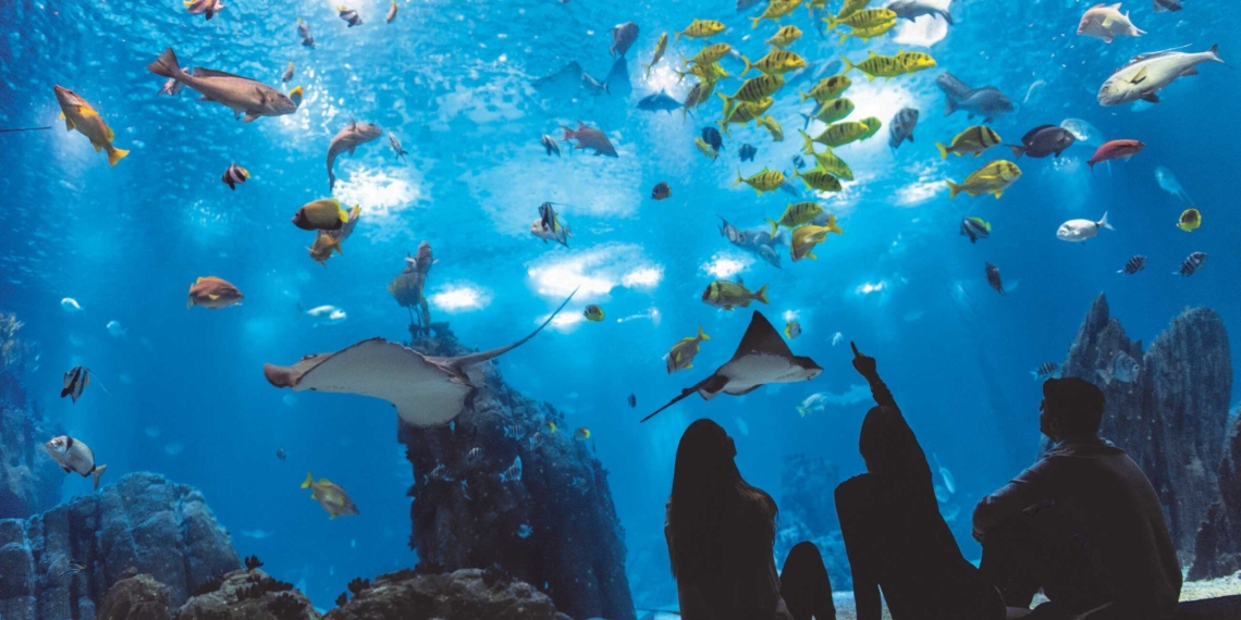 Oceanário de Lisboa é a Escolha do Consumidor e celebra com Aappy Week até ao final de janeiro