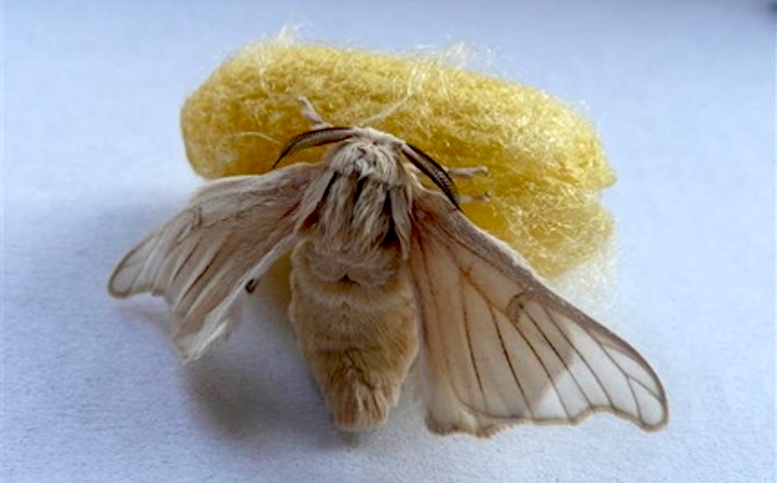 o-bicho-da-seda-bombyx-mori