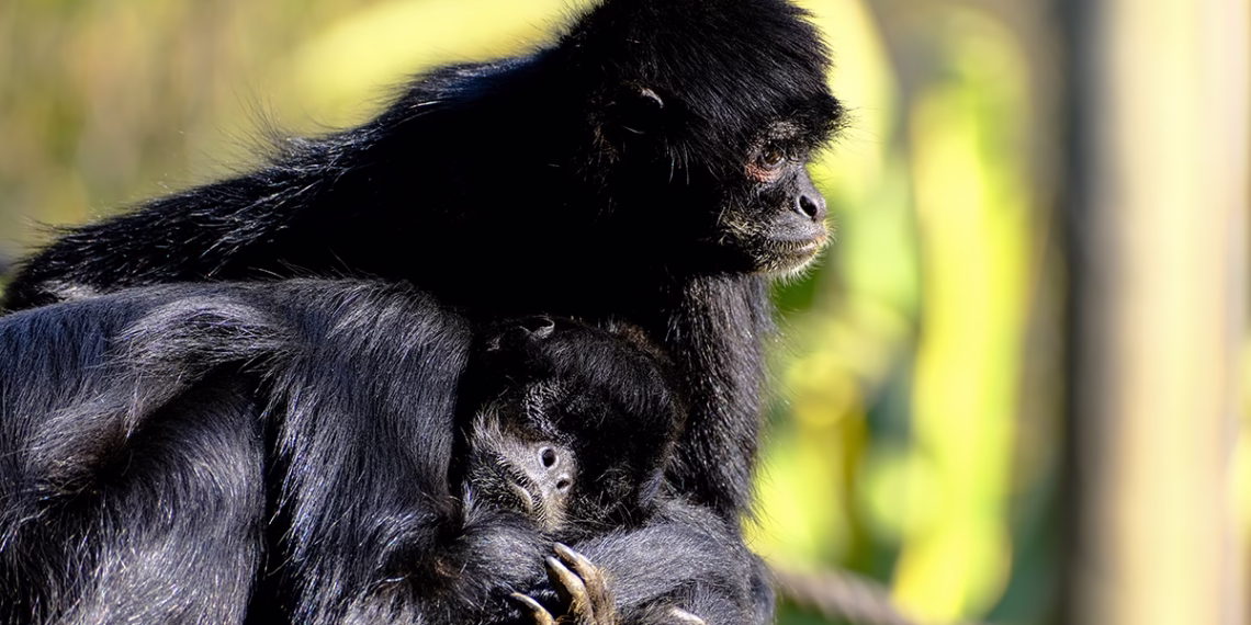 No Dia dos Namorados, o Jardim Zoológico apresenta a primeira cria do ano
