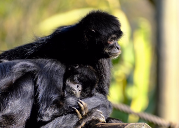 No Dia dos Namorados, o Jardim Zoológico apresenta a primeira cria do ano