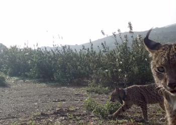 Nasceram 70 crias de lince ibérico no Vale do Guadiana