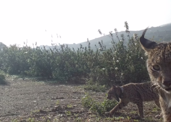 Sismo e Senegal são os primeiros linces-ibéricos libertados na região do Algarve