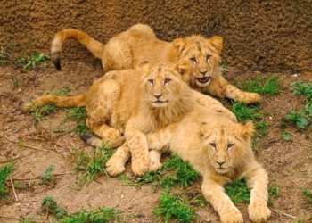 Conheça três novos rugidos e uma mãe com muita garra no Jardim Zoológico