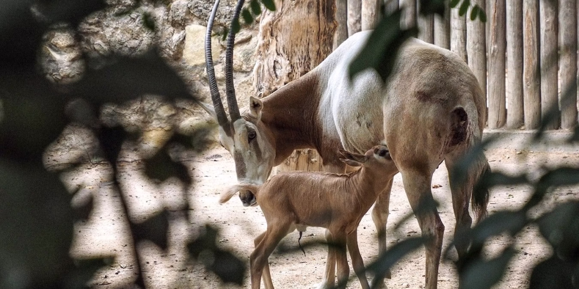 No Dia do Animal o Jardim Zoológico apresenta uma cria de uma espécie extinta na natureza