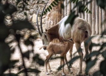 No Dia do Animal o Jardim Zoológico apresenta uma cria de uma espécie extinta na natureza