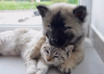 Festa do Bem-Estar Animal de regresso ao Seixal