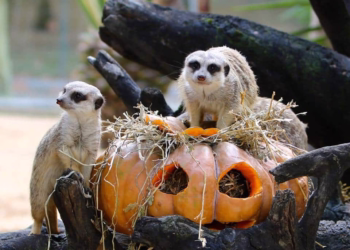 Jardim Zoológico assinala o Halloween com diferentes atividades para uma visita ainda mais especial