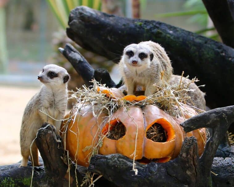 Jardim Zoológico assinala o Halloween com diferentes atividades para uma visita ainda mais especial