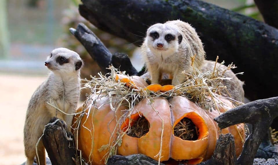 Jardim Zoológico assinala o Halloween com diferentes atividades para uma visita ainda mais especial