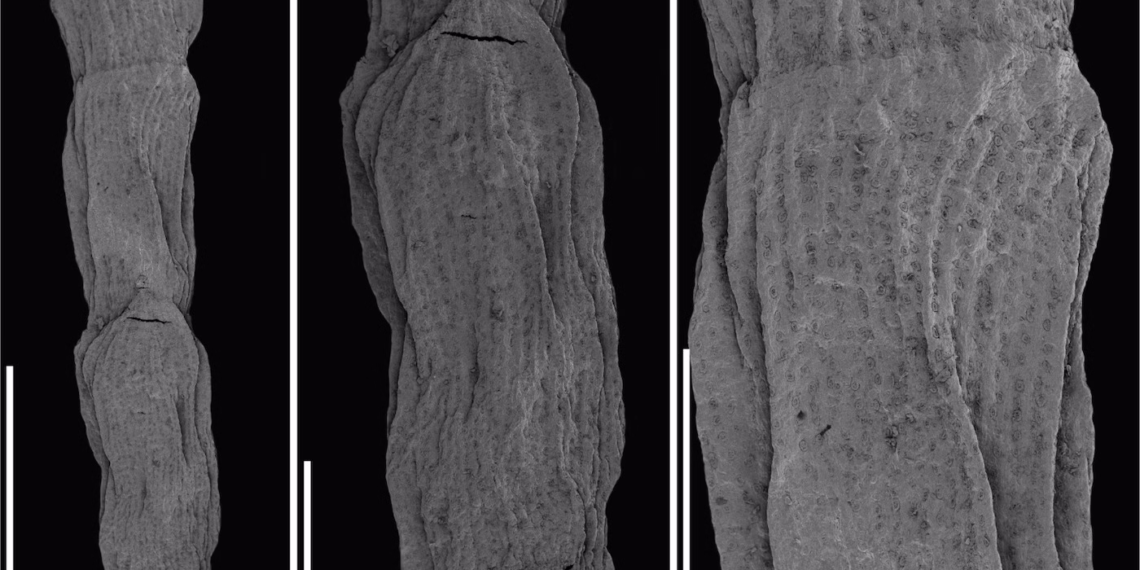 Investigador da Universidade de Coimbra descobre fóssil de nova espécie de conífera