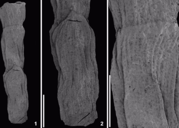 Investigador da Universidade de Coimbra descobre fóssil de nova espécie de conífera