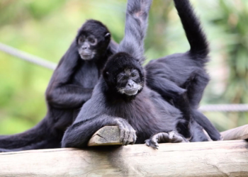 Cantigas, danças e ofertas especiais: descubra os rituais apaixonantes das espécies do Jardim Zoológico