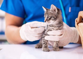 Câmara de Lisboa assegura cuidados médico-veterinários gratuitos a animais em risco