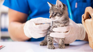Câmara de Lisboa assegura cuidados médico-veterinários gratuitos a animais em risco