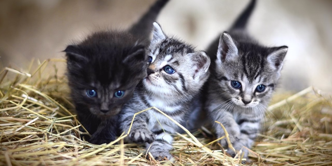 Lisboa.Pet: primeiro portal dedicado aos animaisvai ficar online  