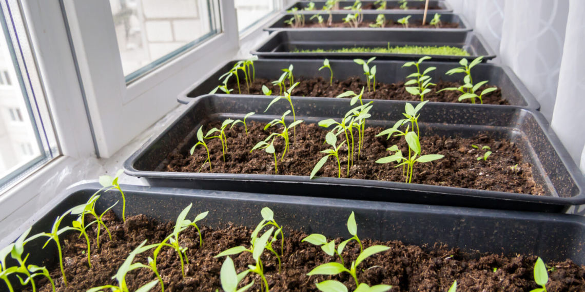 Como as hortas urbanas inteligentes estão a crescer em Portugal