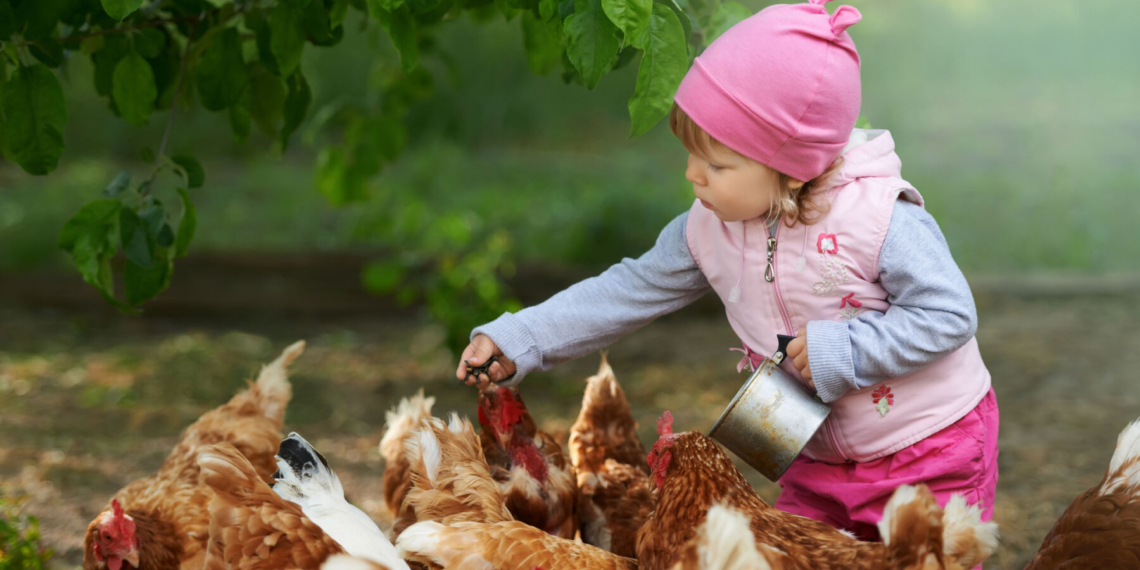 Galinhas poedeiras a pôr pouco? A alimentação pode estar a estragar tudo
