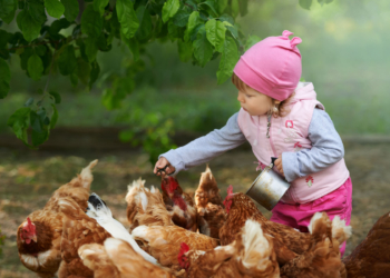 Galinhas poedeiras a pôr pouco? A alimentação pode estar a estragar tudo